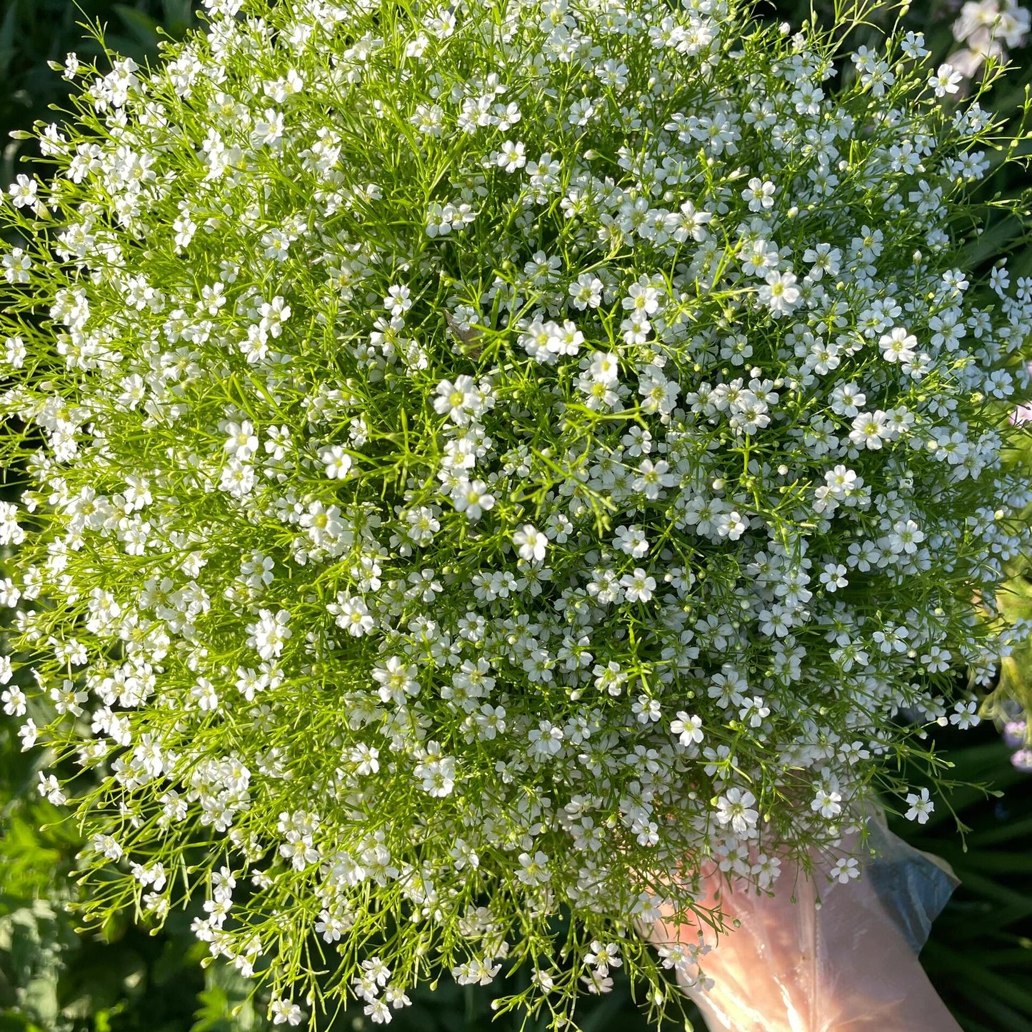 Grow a Starry Garden at Home – Premium Baby’s Breath Seeds