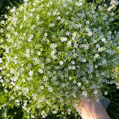 Grow a Starry Garden at Home – Premium Baby’s Breath Seeds