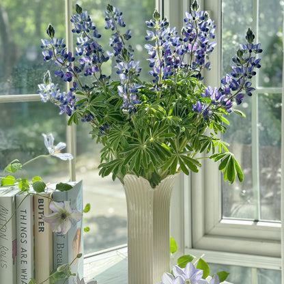 Premium Lupine Flower Seeds – Vibrant Rainbow Spikes, Easy to Grow, Perennial Garden Beauty 🌿