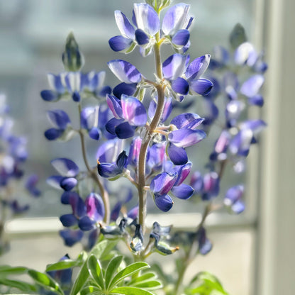 Premium Lupine Flower Seeds – Vibrant Rainbow Spikes, Easy to Grow, Perennial Garden Beauty 🌿