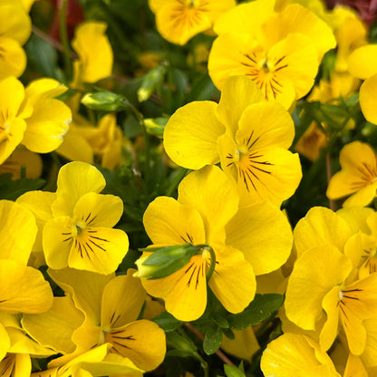 Ultra-Vibrant Pansy Seeds