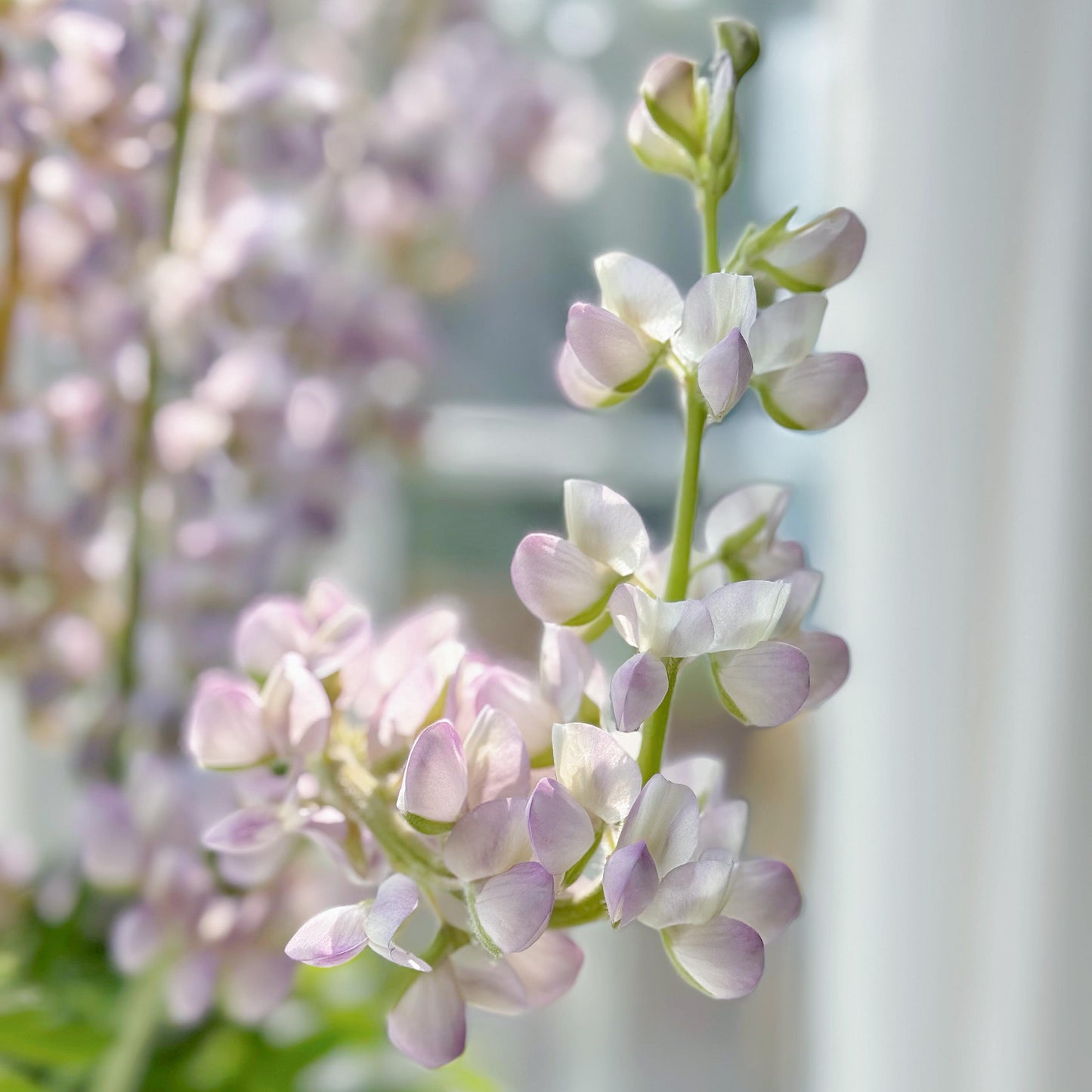 Premium Lupine Flower Seeds – Vibrant Rainbow Spikes, Easy to Grow, Perennial Garden Beauty 🌿