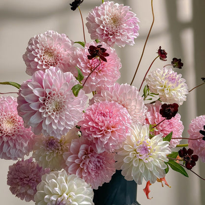 Bloom Dahlia Seeds – Transform Your Garden Into a Luxury Paradise 🌸
