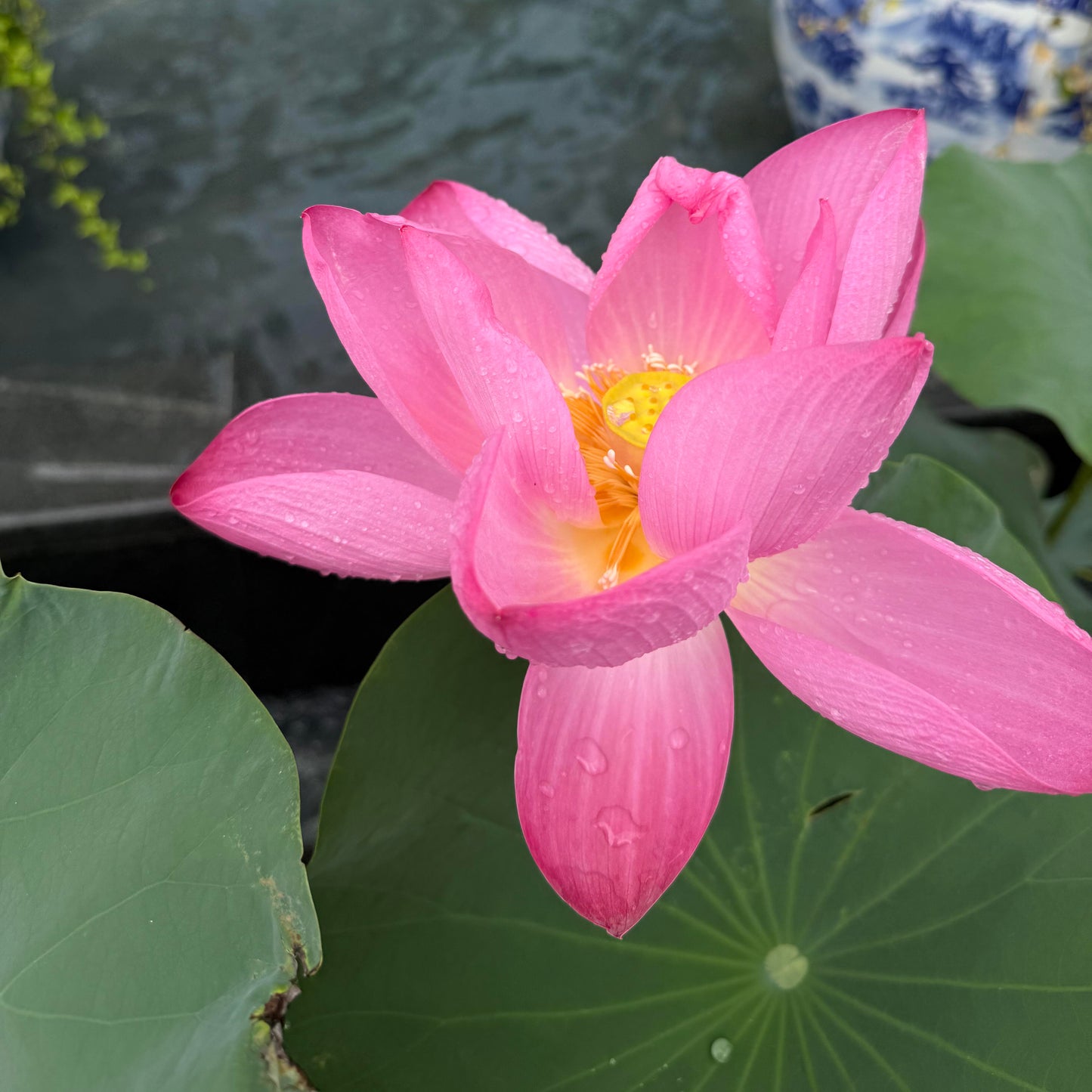Lotus Bonsai Seeds – Grow a Zen Water Garden on Your Desk