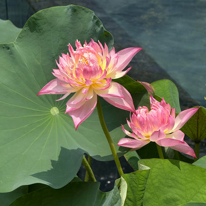 Lotus Bonsai Seeds – Grow a Zen Water Garden on Your Desk