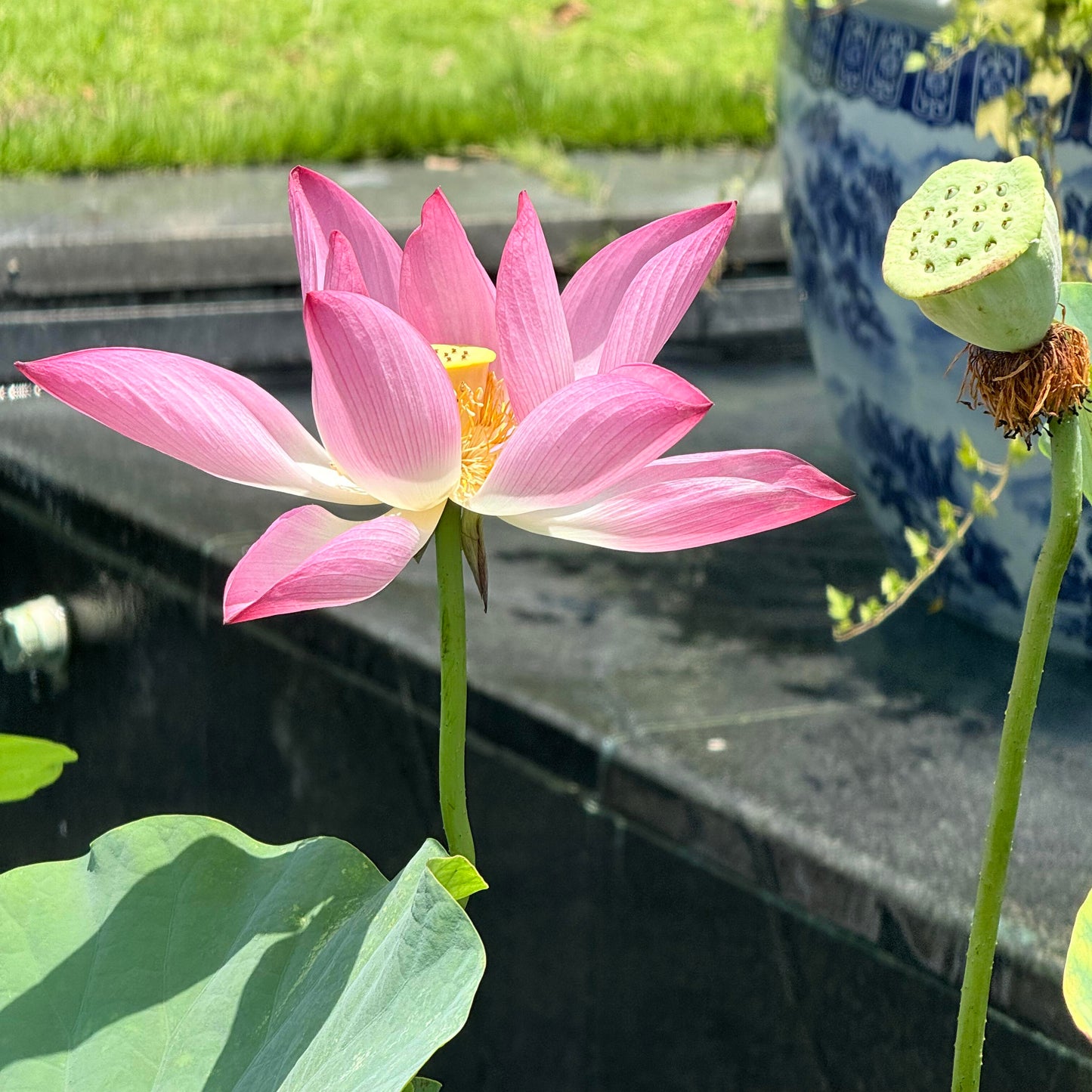 Lotus Bonsai Seeds – Grow a Zen Water Garden on Your Desk