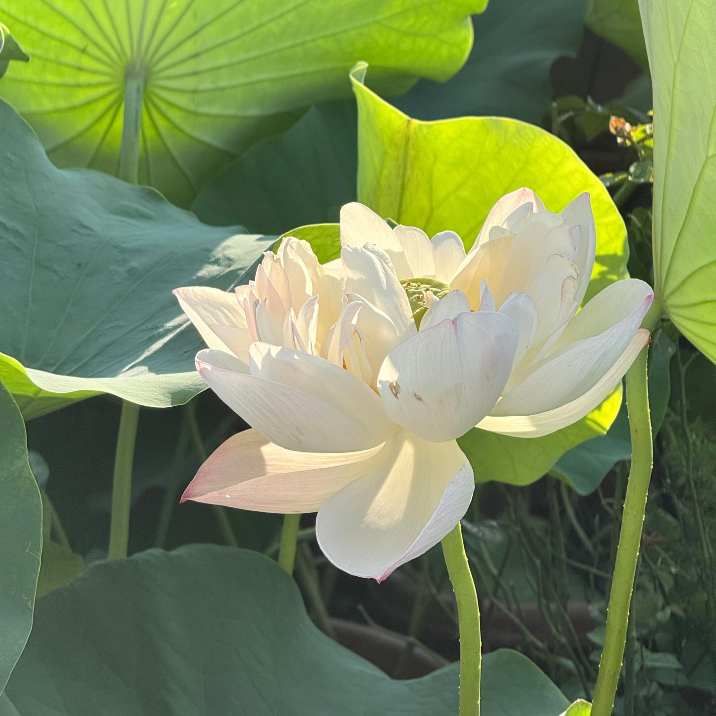 Lotus Bonsai Seeds – Grow a Zen Water Garden on Your Desk