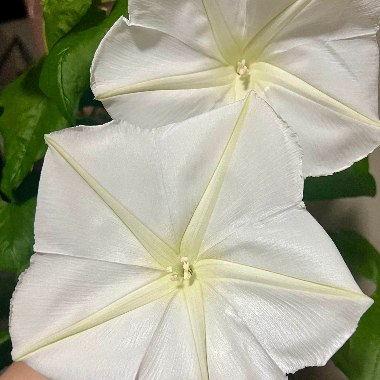 Moonlight Flower Seeds