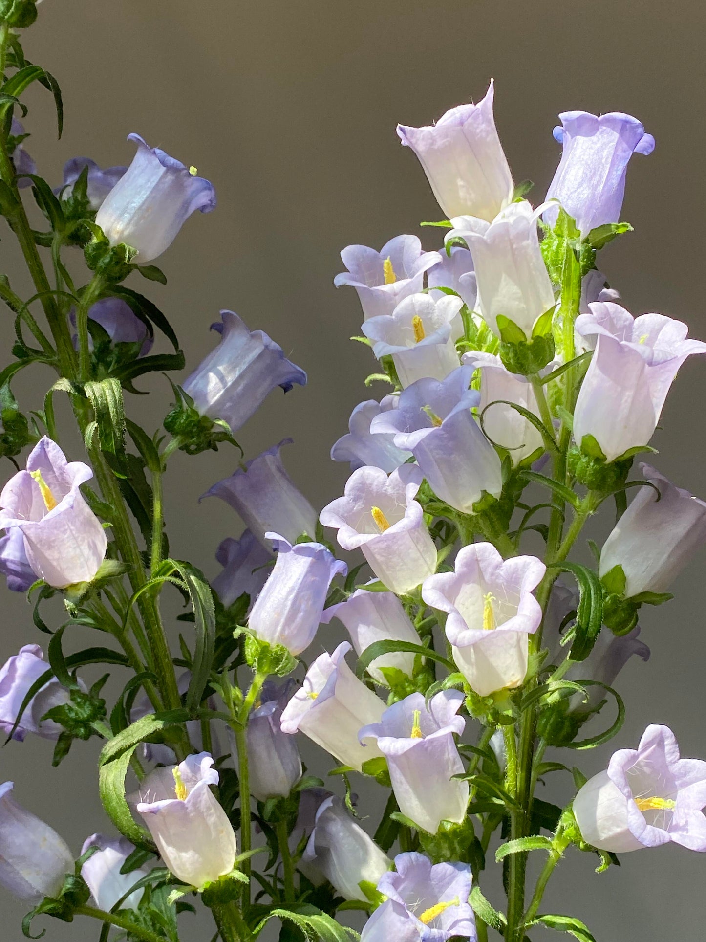 Cup & Saucer Bellflower Seeds – Grow a Real-Life Fairy Garden