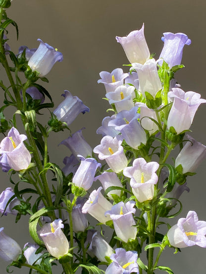 Cup & Saucer Bellflower Seeds – Grow a Real-Life Fairy Garden