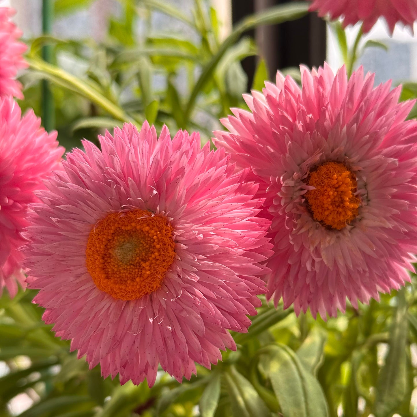 Everlasting Strawflower Seeds – Grow Vibrant, Paper-Like Blooms That Never Fade