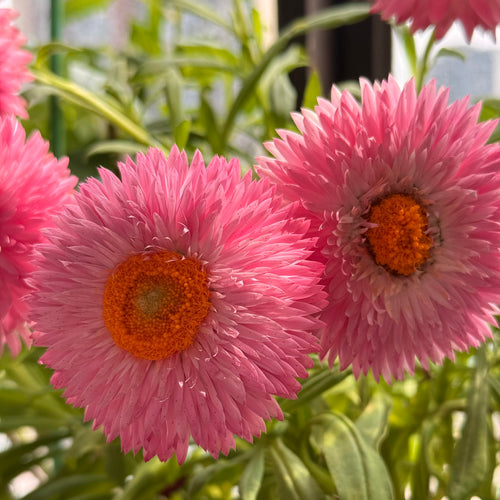 Everlasting Strawflower Seeds – Grow Vibrant, Paper-Like Blooms That Never Fade