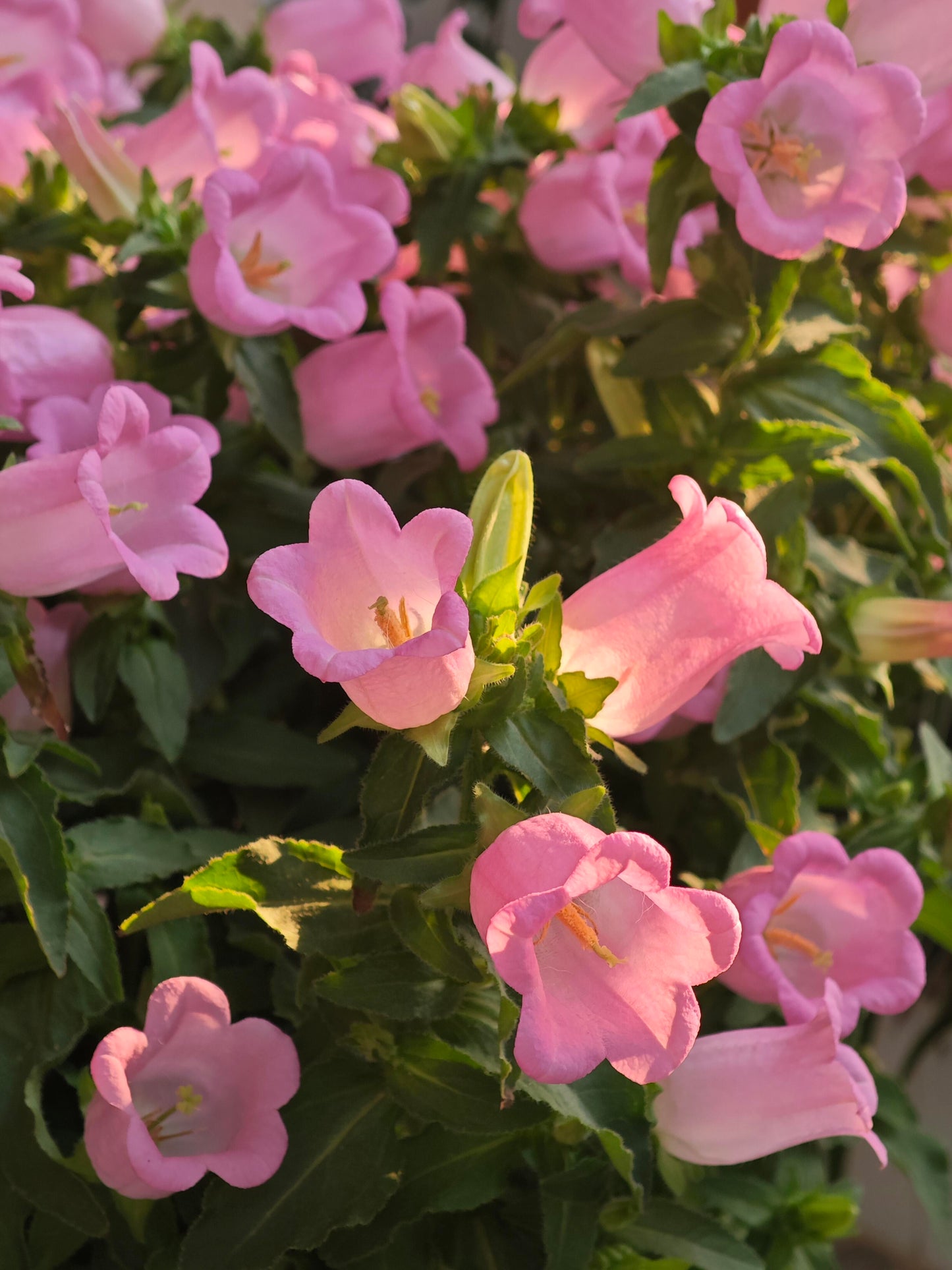 Cup & Saucer Bellflower Seeds – Grow a Real-Life Fairy Garden