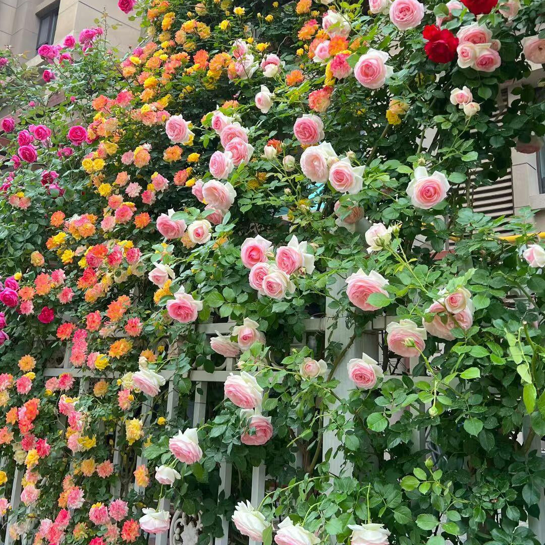 🌹 Rare Climbing Rose Seeds –  Fast-Growing Fragrant Blooming Vines