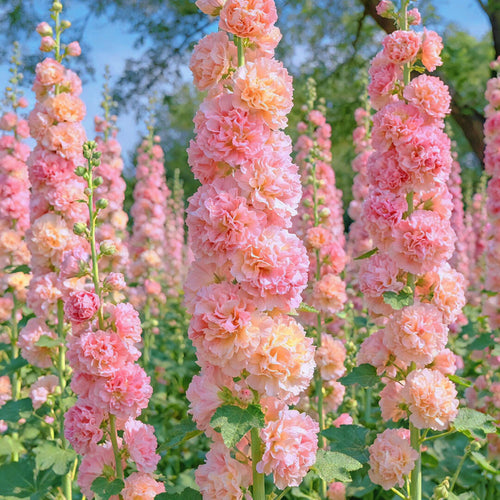 Vintage Double Hollyhock Seeds