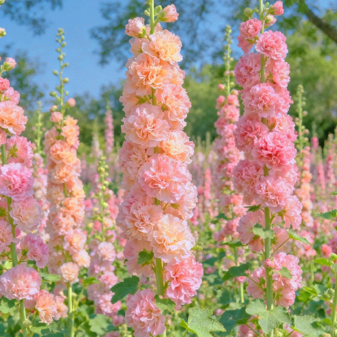 Vintage Double Hollyhock Seeds