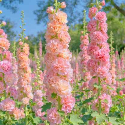 Vintage Double Hollyhock Seeds