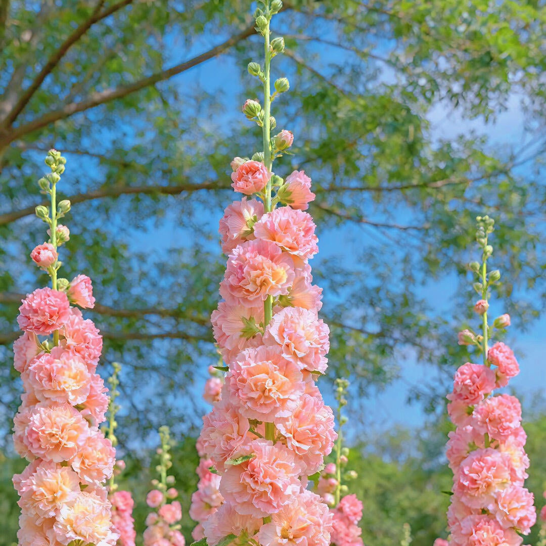 Vintage Double Hollyhock Seeds