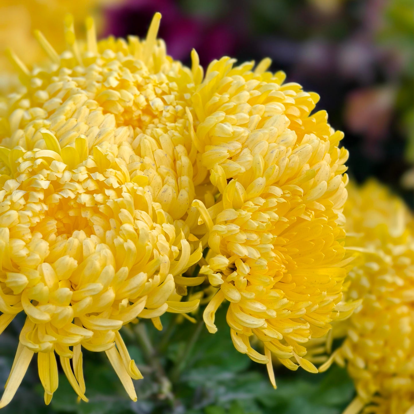 Eternal Bloom Chrysanthemum Seeds – Symbol of Longevity & Good Fortune