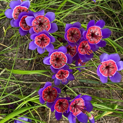 Wine Cup Orchid Seeds –  Rare, Easy to Grow, Fast Blooming!