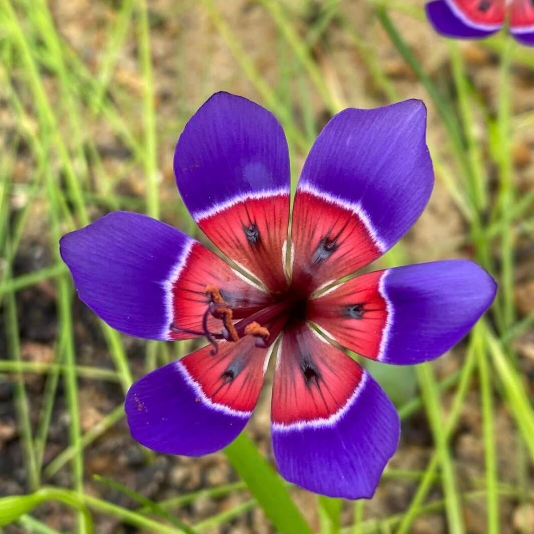Wine Cup Orchid Seeds –  Rare, Easy to Grow, Fast Blooming!