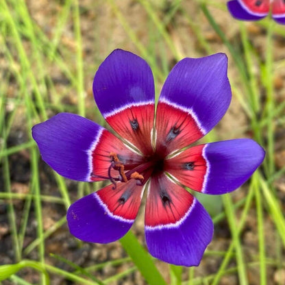 Wine Cup Orchid Seeds –  Rare, Easy to Grow, Fast Blooming!