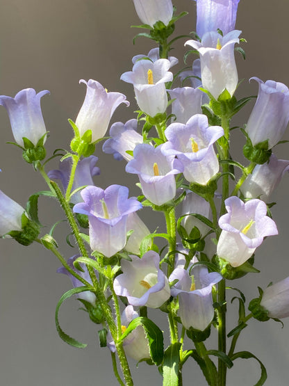 Cup & Saucer Bellflower Seeds – Grow a Real-Life Fairy Garden