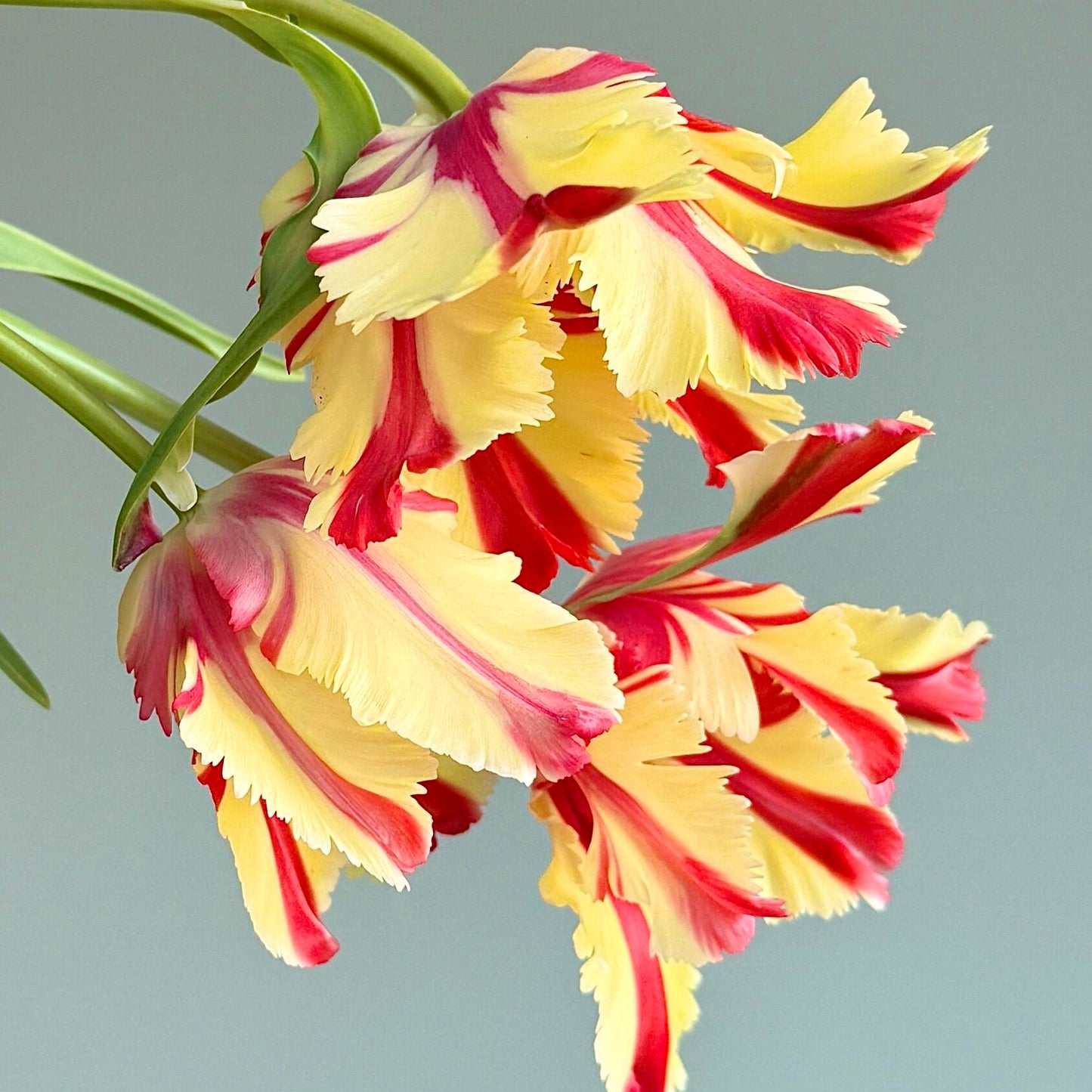 Royal Garden Tulips – Classic British Spring Blooms from Seed