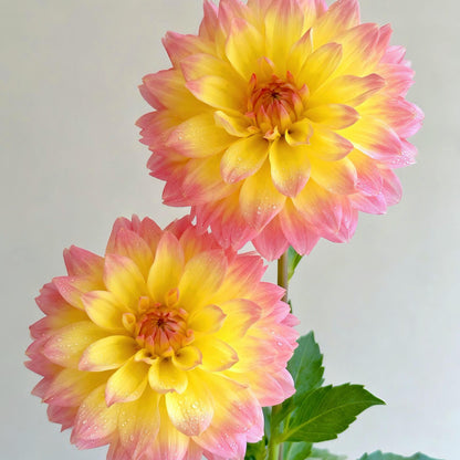 Bloom Dahlia Seeds – Transform Your Garden Into a Luxury Paradise 🌸