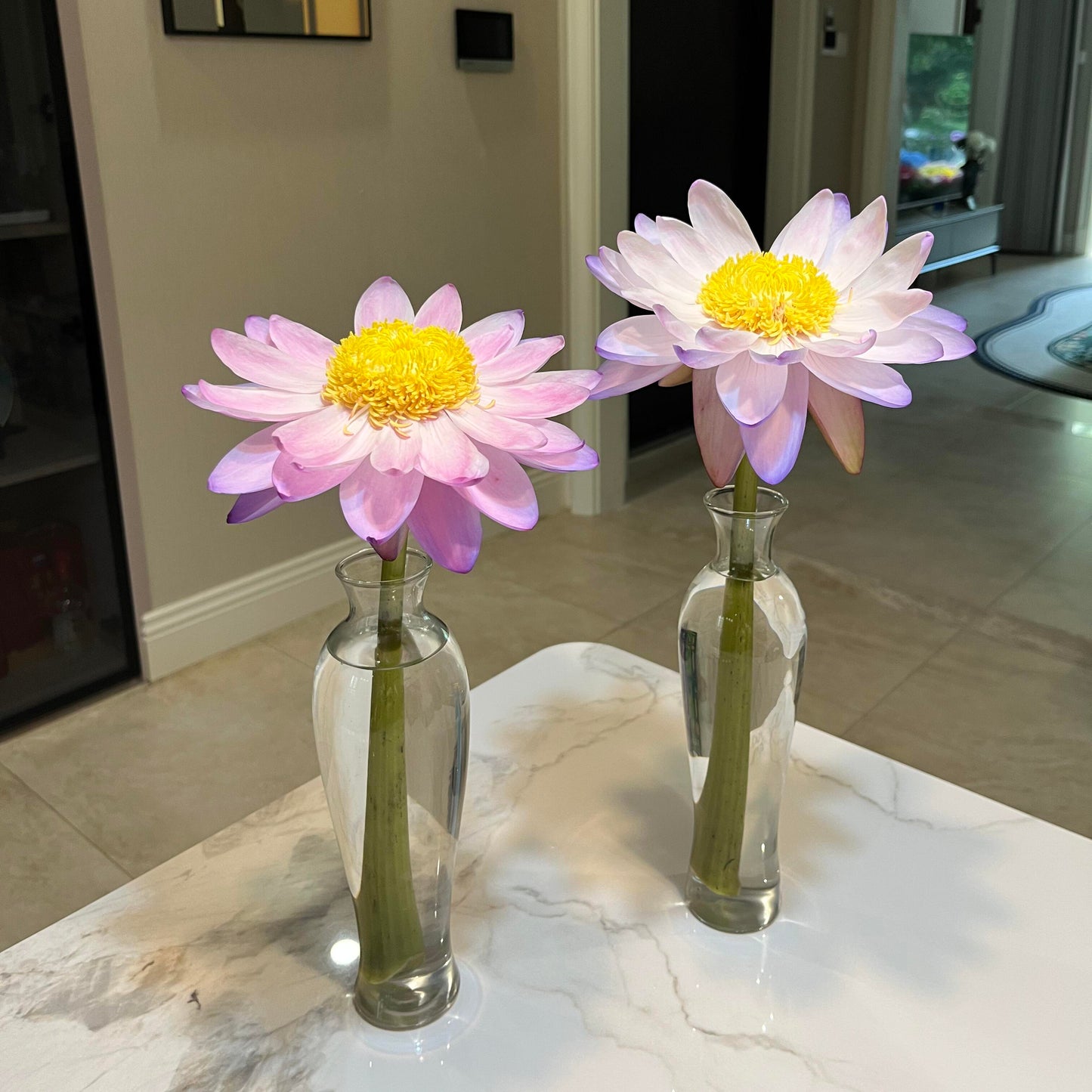 Lotus Bonsai Seeds – Grow a Zen Water Garden on Your Desk