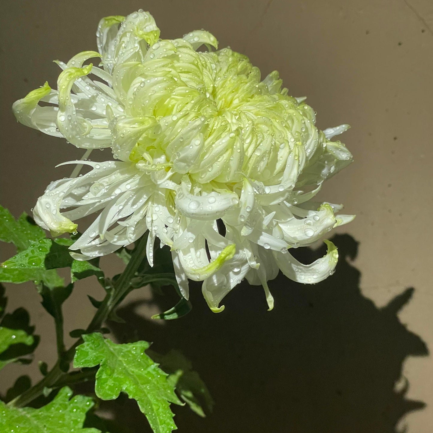 Eternal Bloom Chrysanthemum Seeds – Symbol of Longevity & Good Fortune