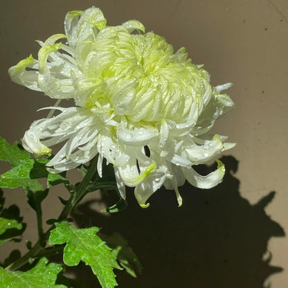 Eternal Bloom Chrysanthemum Seeds – Symbol of Longevity & Good Fortune