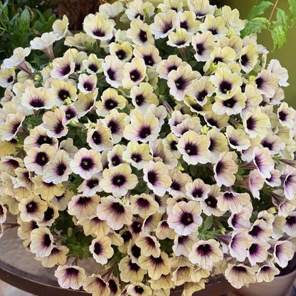 Petunia Seeds for Hanging Baskets & Gardens