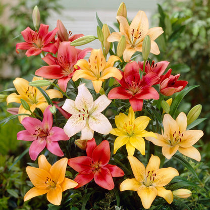 Multicolor Lily Seeds