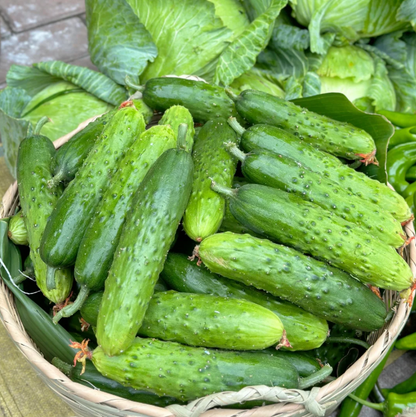 🥒 40% Off Climbing Cucumber Seeds – Grow Fresh & Save Big!