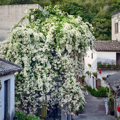 🌺 Bougainvillea Seeds-Bring Your Garden To Life