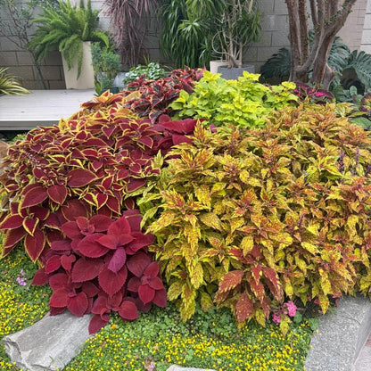 Coleus Seeds