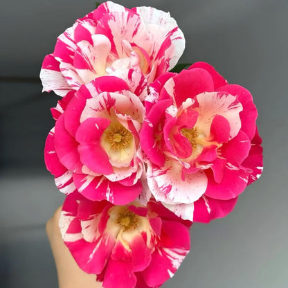 🌹 Rare Striped Rose Seeds