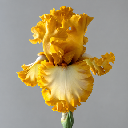 ⚜️German Bearded Iris Bulbs-Dramatic Ruffled Blooms•Lasting Perennial Beauty