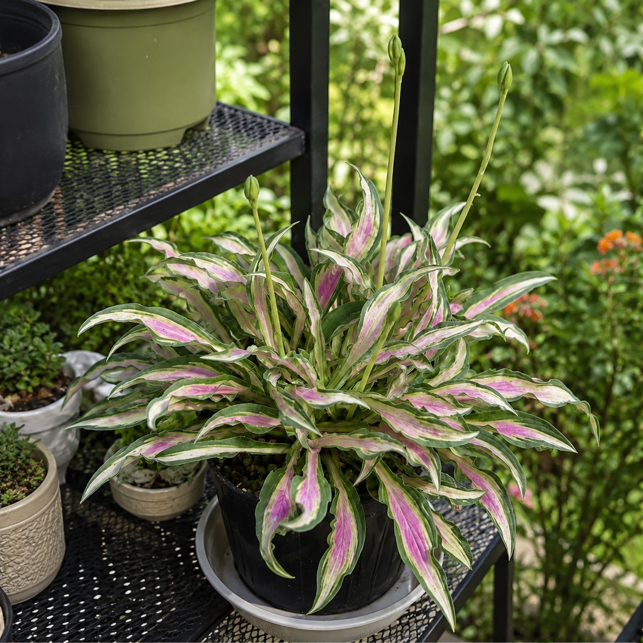 🌿 Rare Mini Hosta Seeds