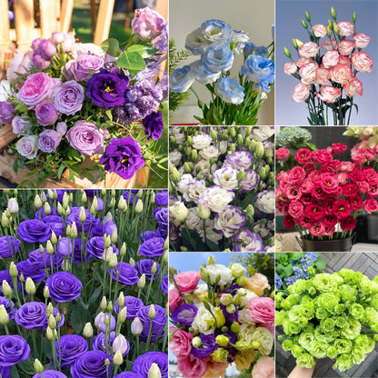💐Lisianthus – Timeless Beauty, Everlasting Love💫