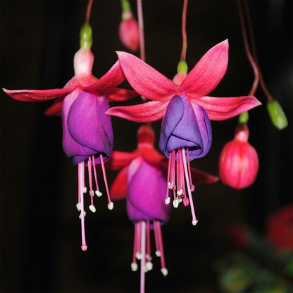 Fuchsia Flower Seeds – Stunning Hanging Lantern Flowers for Garden & Balcony