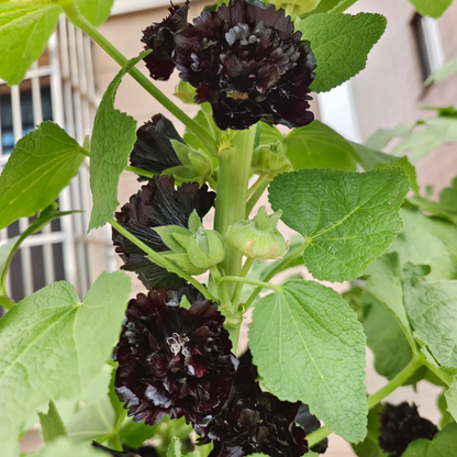 Rare Black and Red Bicolor Series Flower Seeds