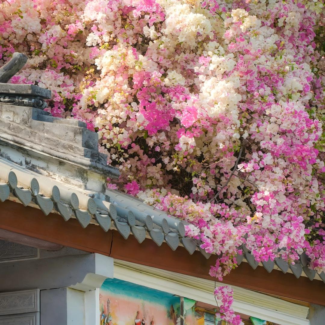 🌺 Bougainvillea Seeds-Bring Your Garden To Life
