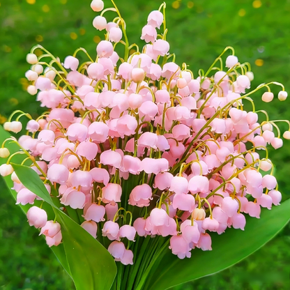 Lily of the Valley Brings Good Luck, Happiness & Purity 🌸