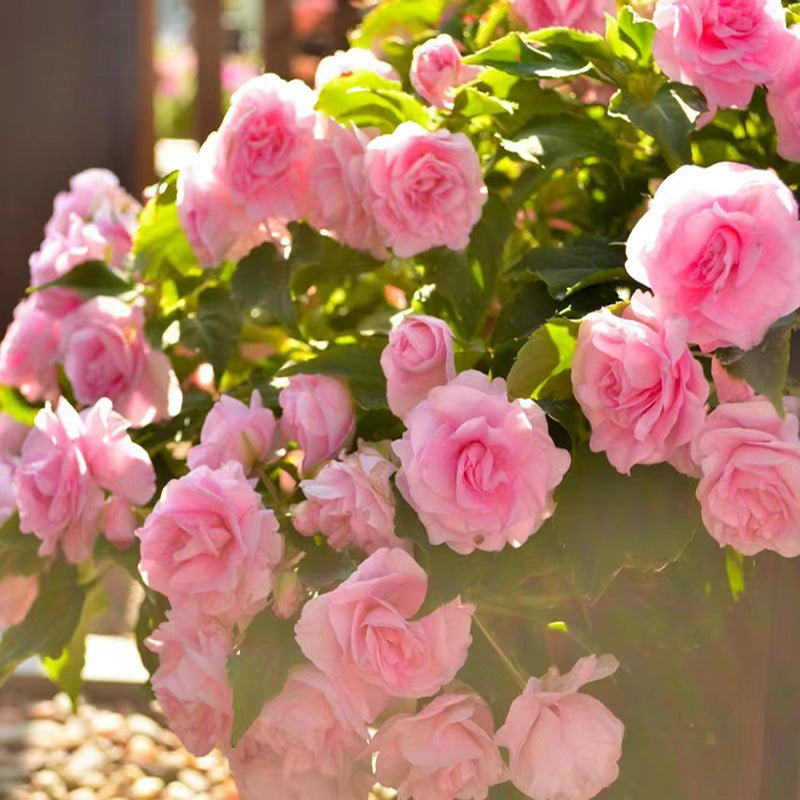 🌸Double Impatiens Seeds