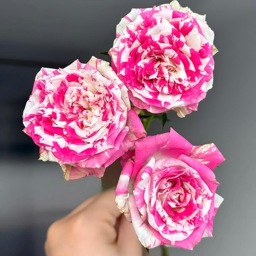🌹 Rare Striped Rose Seeds