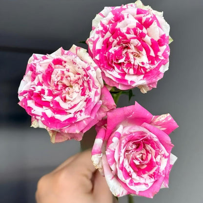 🌹 Rare Striped Rose Seeds