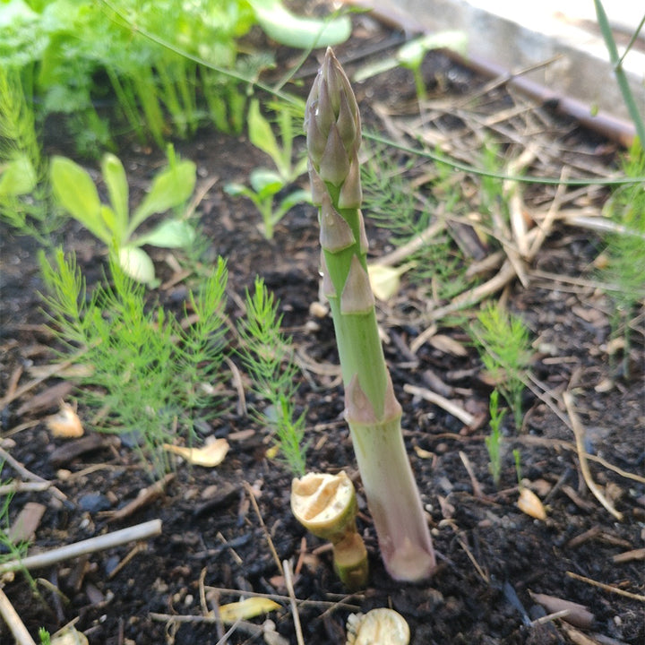 Planting Asparagus Seeds All Seasons