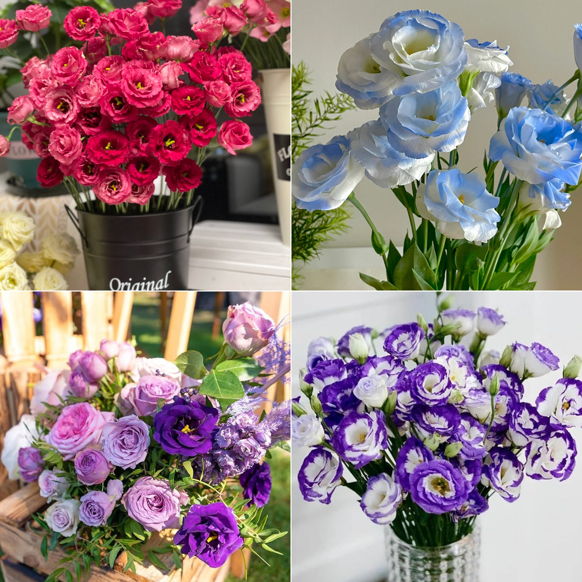 💐Lisianthus – Timeless Beauty, Everlasting Love💫
